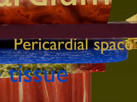 Heart Cardiac Wall Layers 3D Model