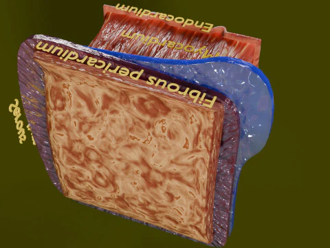 Heart Cardiac Wall Layers 3D Model