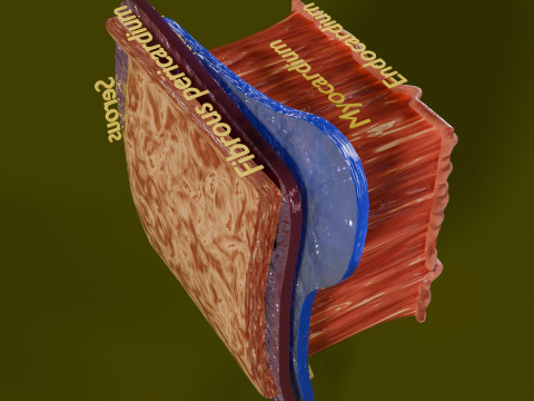 Heart Cardiac Wall Layers 3Dモデル