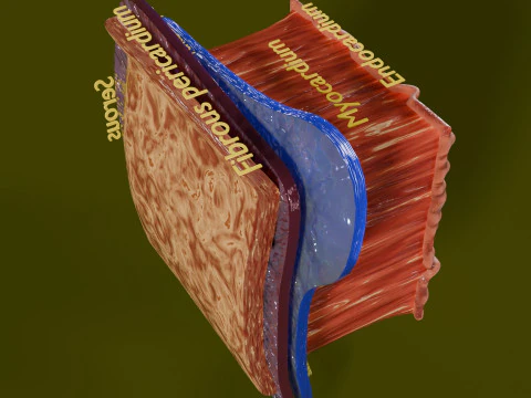 Heart Cardiac Wall Layers 3D Model