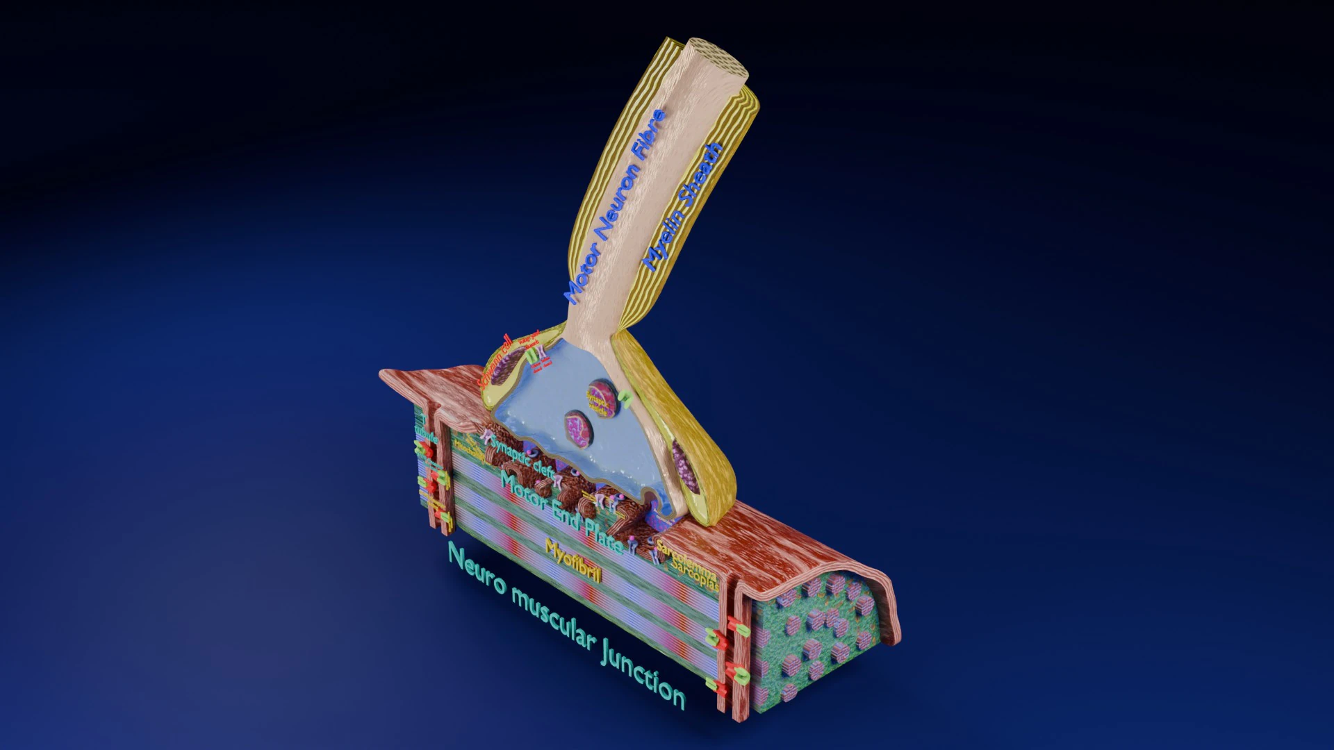 Neuro Muscular Junction Schematic 3D Print Model .c4d .max .obj .3ds .fbx .stl .blend