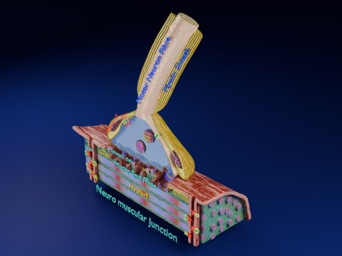 Neuro Muscular Junction Schematic 3D Принт Модель