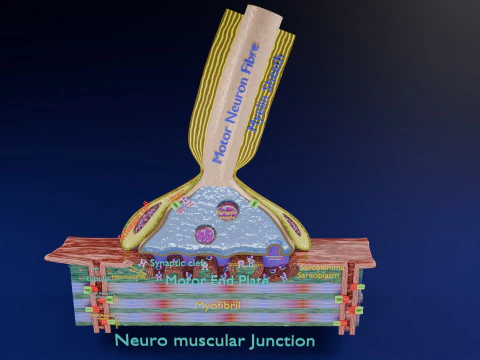 Neuro Muscular Junction Schematic 3D Print Model