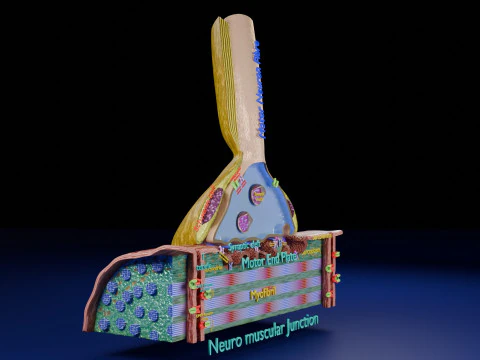 Neuro Muscular Junction Schematic 3D Print Model
