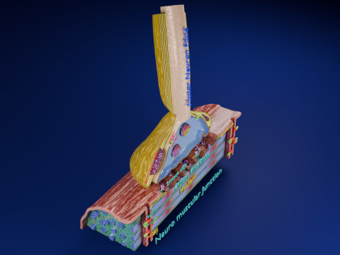 Neuro Muscular Junction Schematic 3D 프린트 모델
