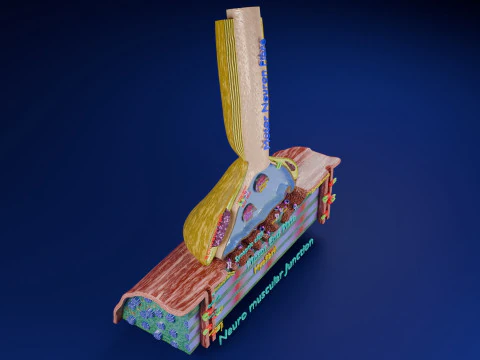 Neuro Muscular Junction Schematic 3D Print Model