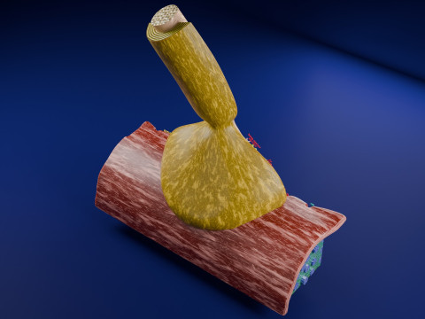 Neuro Muscular Junction Schematic 3D 프린트 모델