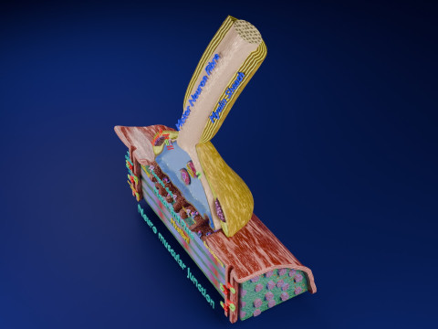 Neuro Muscular Junction Schematic 3D 프린트 모델