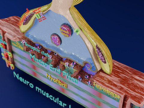 Neuro Muscular Junction Schematic 3D 프린트 모델