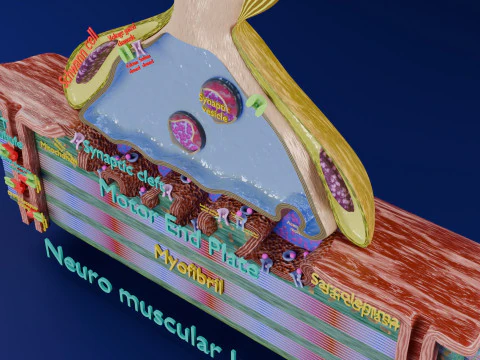 Neuro Muscular Junction Schematic 3D Print Model