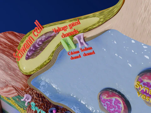 Neuro Muscular Junction Schematic 3D Print Model