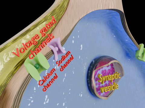 Neuro Muscular Junction Schematic 3D 프린트 모델