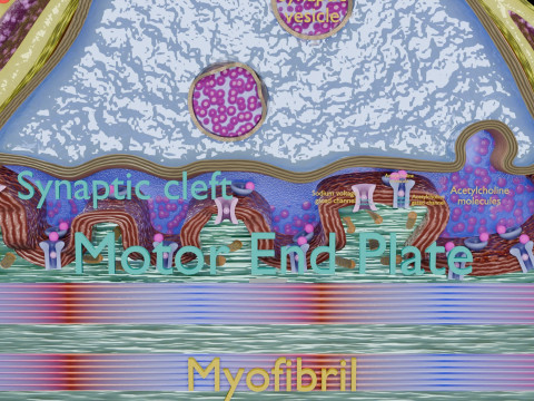Neuro Muscular Junction Schematic 3D 프린트 모델