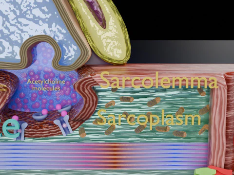 Neuro Muscular Junction Schematic 3D Print Model