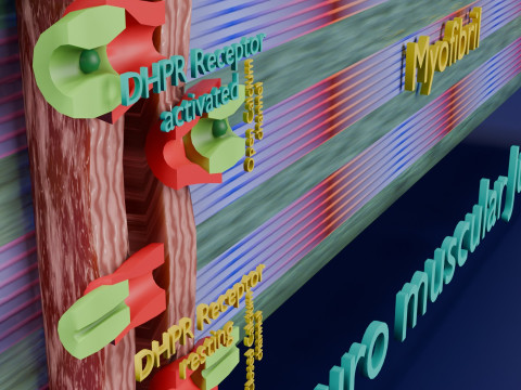 Neuro Muscular Junction Schematic 3D 프린트 모델