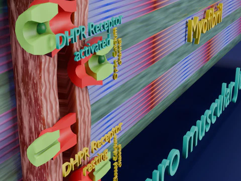 Neuro Muscular Junction Schematic 3D Print Model