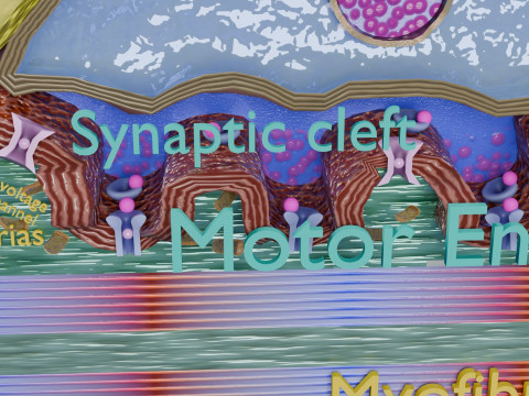Neuro Muscular Junction Schematic 3D 프린트 모델