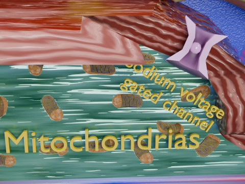 Neuro Muscular Junction Schematic 3D 프린트 모델