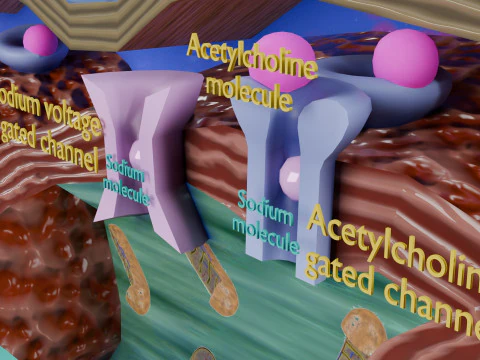 Neuro Muscular Junction Schematic 3D Print Model