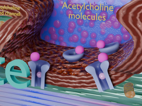 Neuro Muscular Junction Schematic 3D 프린트 모델