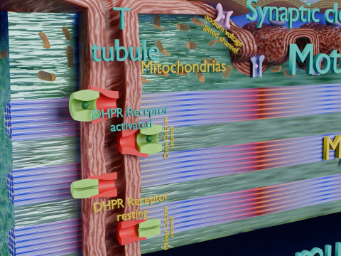 Neuro Muscular Junction Schematic 3D 프린트 모델
