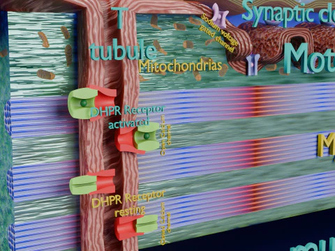 Neuro Muscular Junction Schematic 3D Print Model