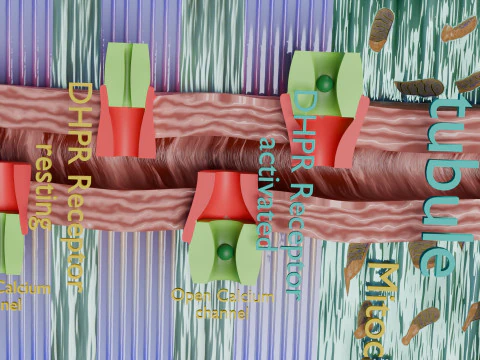 Neuro Muscular Junction Schematic 3D Print Model
