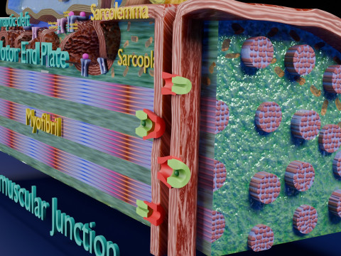 Neuro Muscular Junction Schematic 3D 프린트 모델