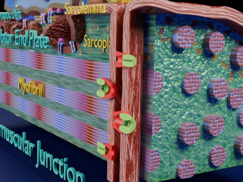 Neuro Muscular Junction Schematic 3D Print Model