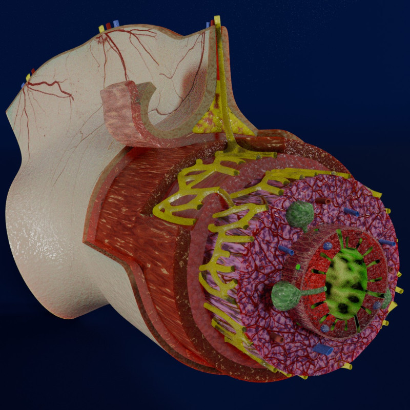 Intestinal wall layers anatomy labelled 3D 모델 .c4d .max .obj .3ds .fbx .stl .blend
