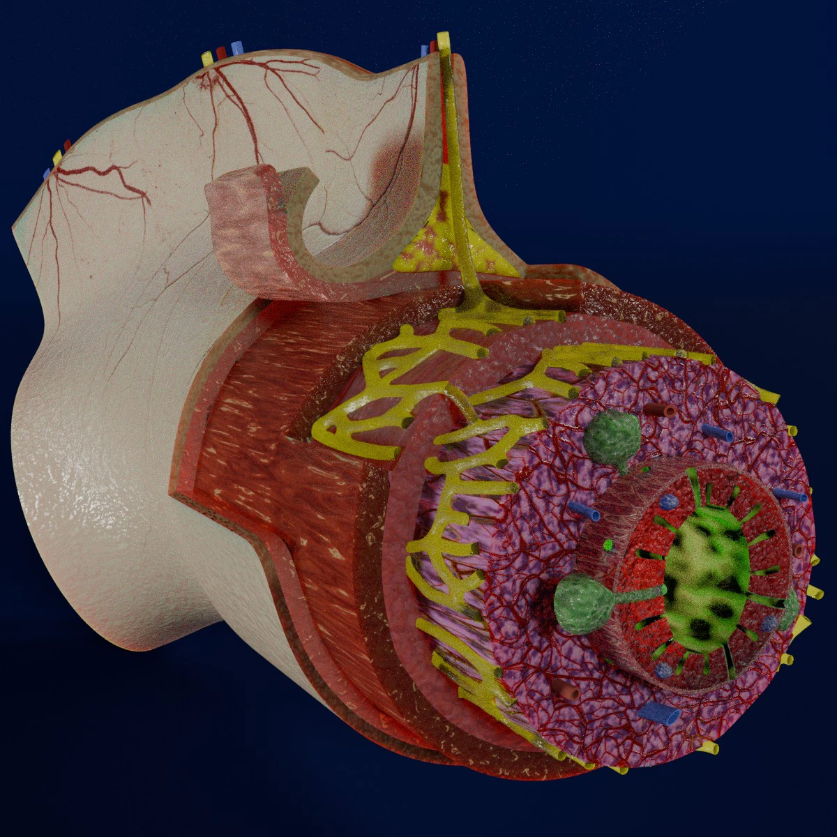 Intestinal wall layers anatomy labelled 3D Model .c4d .max .obj .3ds .fbx .stl .blend 