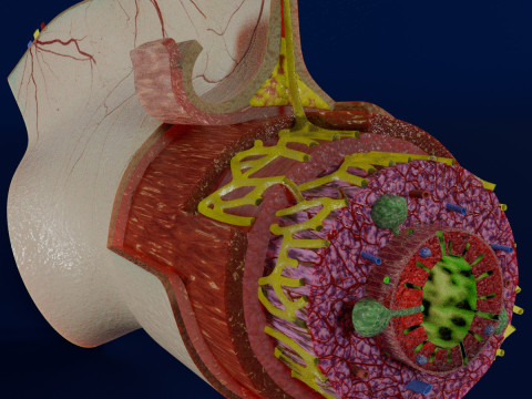 Intestinal wall layers anatomy labelled 3D Model
