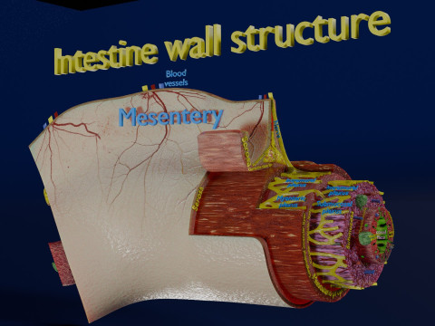 Intestinal wall layers anatomy labelled 3D 모델