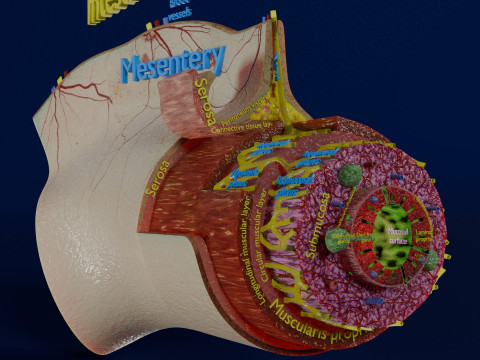 Intestinal wall layers anatomy labelled 3D 모델