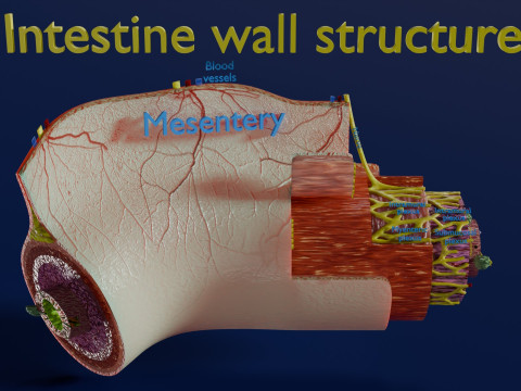 Intestinal wall layers anatomy labelled 3D 모델