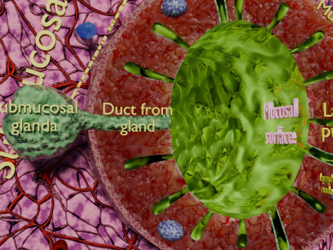 Intestinal wall layers anatomy labelled 3D 모델