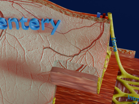 Intestinal wall layers anatomy labelled 3D 모델