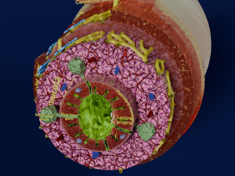 Intestinal wall layers anatomy labelled 3D 모델