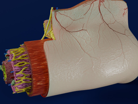 Intestinal wall layers anatomy labelled 3D 모델