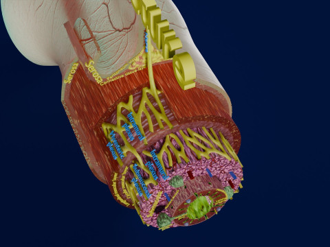 Intestinal wall layers anatomy labelled 3D 모델