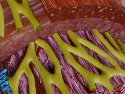 Intestinal wall layers anatomy labelled 3D 모델