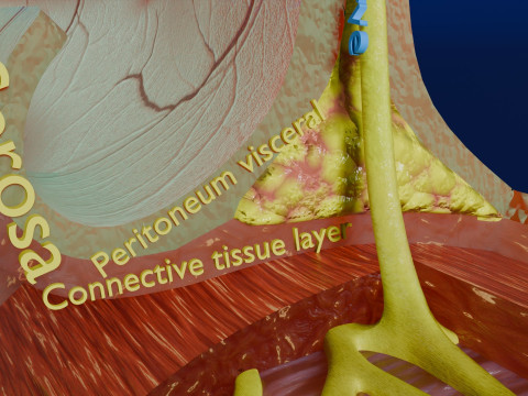 Intestinal wall layers anatomy labelled 3D 모델