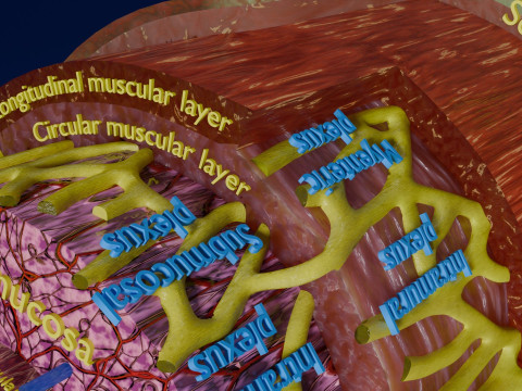 Intestinal wall layers anatomy labelled 3D 모델