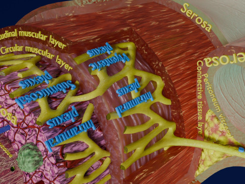 Intestinal wall layers anatomy labelled 3D 모델