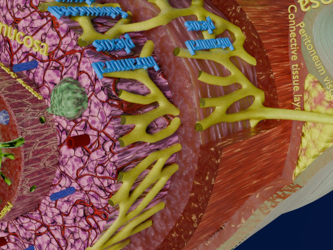 Intestinal wall layers anatomy labelled 3D 모델