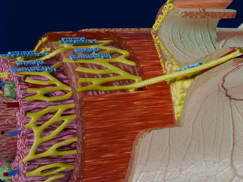 Intestinal wall layers anatomy labelled 3D 모델