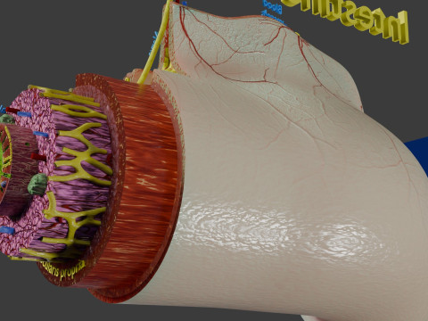 Intestinal wall layers anatomy labelled 3D 모델