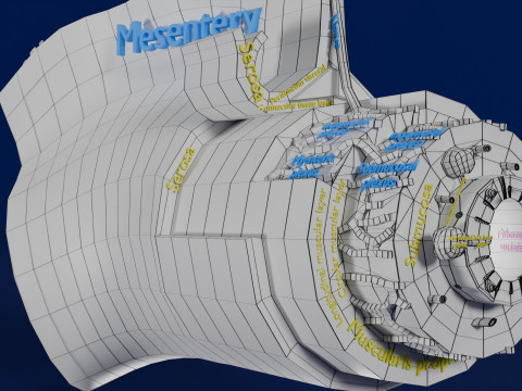 Intestinal wall layers anatomy labelled 3D 모델