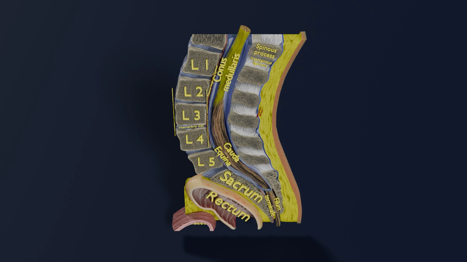 Lower Back Longitudinal section anatomy 3D Model .c4d .max .obj .3ds .fbx .stl .blend