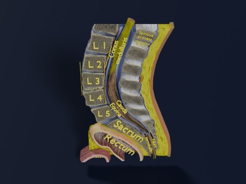 Lower Back Longitudinal section anatomy 3D Model